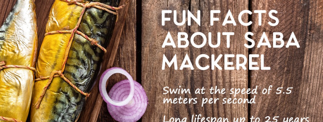 Fun Facts About Saba Mackerel