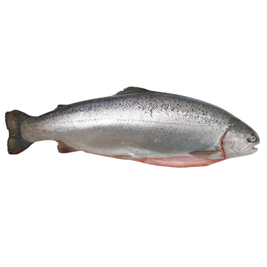 Fresh Trout - Atlantic Air-Flown Sashimi Grade Fresh Trout - Atlantic Air-Flown Sashimi Grade
