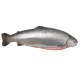 Fresh Trout - Atlantic Air-Flown Sashimi Grade Fresh Trout - Atlantic Air-Flown Sashimi Grade