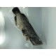 FROZEN GROUPER 700-900G FROZEN GROUPER 700-900G