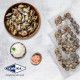 Whole Shell Clam (500gm) Whole Shell Clam (500gm)